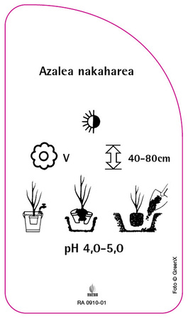 Azalea nakaharae