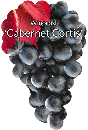 Winorośl Cabernet Cortis