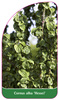 Cornus alba 'Hessei'