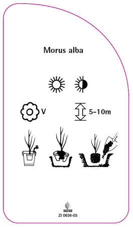 Morus alba