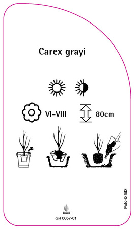 Carex grayi