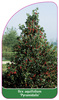 Ilex aquifolium 'Pyramidalis'