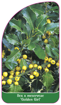 Ilex x meserveae 'Golden Girl'