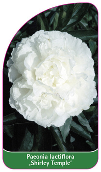 Paeonia lactiflora ,Shirley Temple'