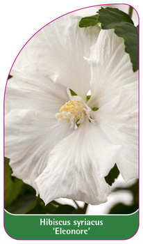 Hibiscus syriacus  'Eleonore'