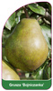 Grusza 'Bojniczanka'