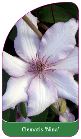 Clematis 'Nina'