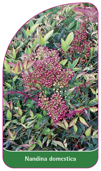 Nandina domestica