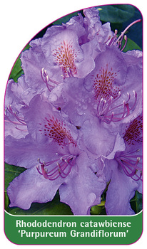 Rhododendron catawbiense 'Purpureum Grandiflorum'