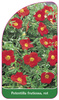 Potentilla fruticosa, rot