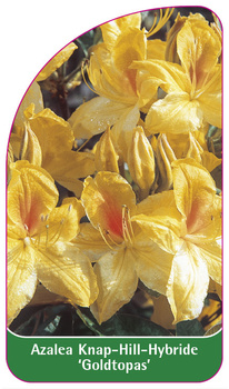 Azalea Knap-Hill-Hybride 'Goldtopas'