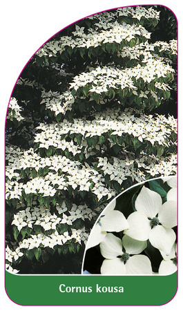 Cornus kousa