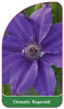 Clematis 'Kopernik'