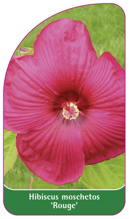 Hibiscus moschetos 'Rouge'