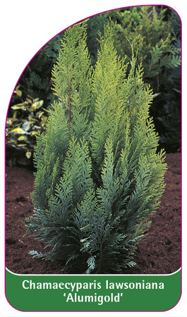 Chamaecyparis Iawsoniana 'Alumigold'