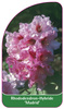 Rhododendron-Hybride 'Madrid'