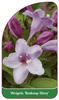 Weigela 'Boskoop Glory'
