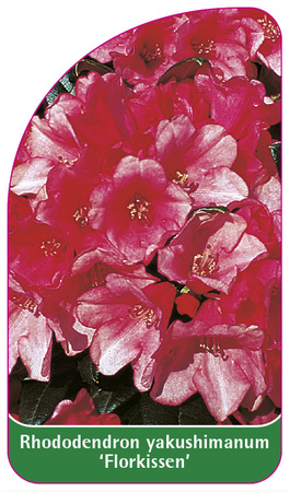 Rhododendron yakushimanum 'Florkissen'