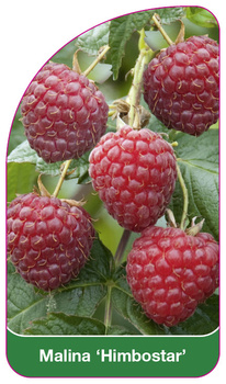 Malina 'Himbostar'
