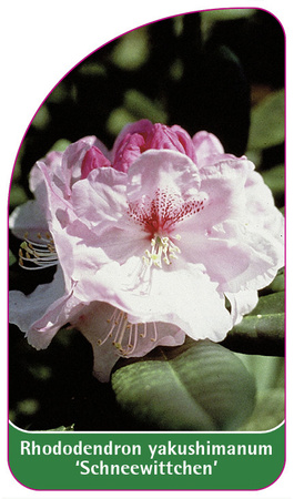 Rhododendron yakushimanum 'Schneewittchen'