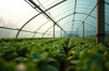 Rolă de film horticol UV4 6X33