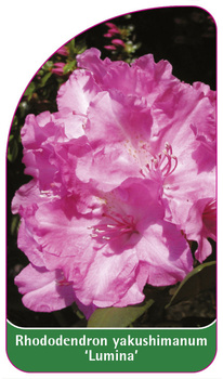 Rhododendron yakuschimanum 'Lumina'