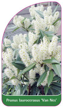 Prunus laurocerasus 'Van Nes'