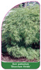 Acer palmatum 'Dissectum Viridis'