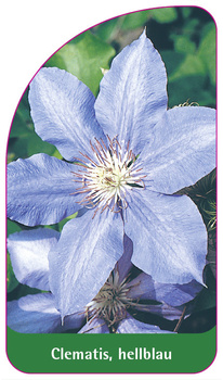 Clematis, hellblau
