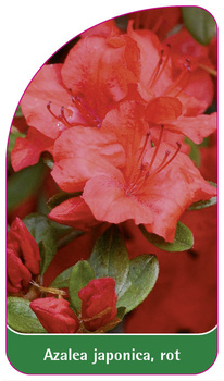 Azalea japonica, rot