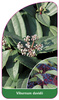 Viburnum davidii