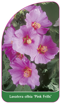Lavatera olbia 'Pink Frills'