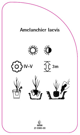 Amelanchier laevis