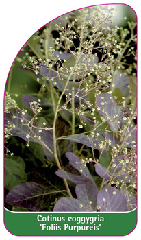 Cotinus coggygria 'Foliis Purpureis'