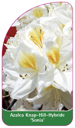 Azalea Knap-Hill-Hybride 'Sonia'