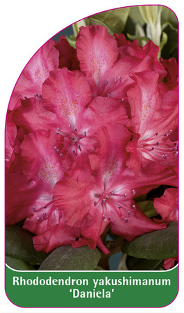Rhododendron yakushimanum 'Daniela'