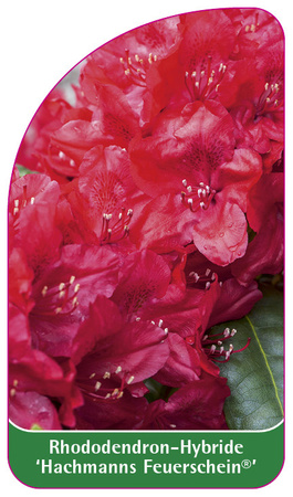 Rhododendron-Hybride 'Halfdan Lem'