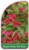 Weigela florida 'Red Prince'