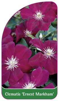 Clematis 'Ernest Markham'