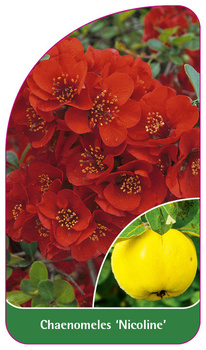 Chaenomeles 'Nicoline'