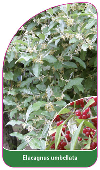 Elaeagnus umbellata