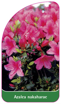 Azalea nakaharae, rosa