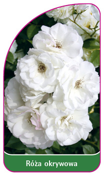 Róza okrywowa Nr. 302 A