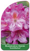 Rhododendron-Hybride 'Scintillation'
