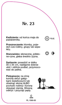 Róza pienna Nr. 23