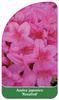 Azalea japonica 'Rosalind'