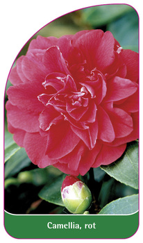 Camellia, rot
