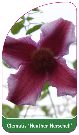 Clematis 'Heather Herschell'