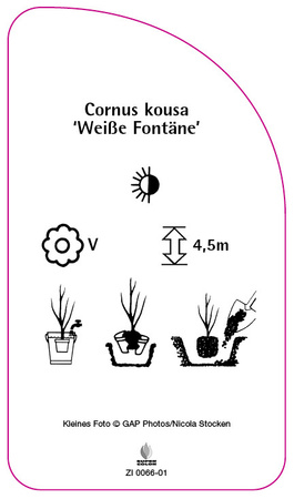 Cornus kousa 'Weiße Fontäne'