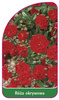 Obal růže č. 301 B